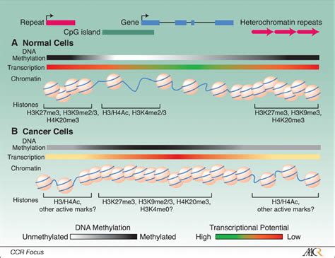 DNA Methylation And Histone Modification Patterns Are Altered In