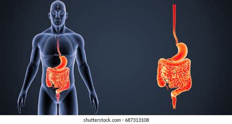 Digestive System Anterior View 3d Illustration Stock Illustration