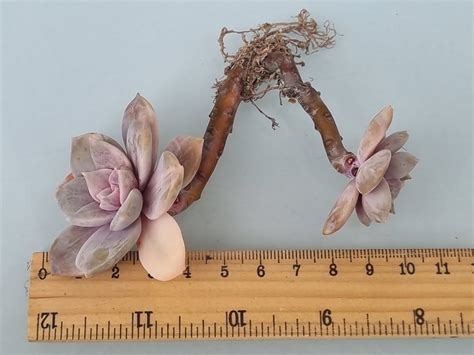 Graptopetalum Pentandrum Superbum Variegated