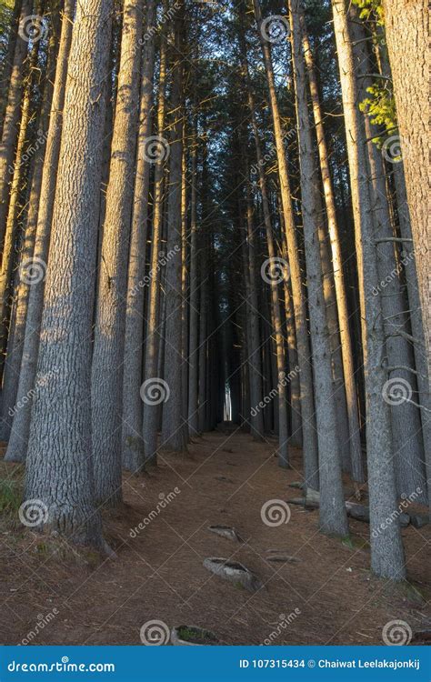 Sugar Pine Walk in Australia Stock Photo - Image of outdoor, park ...