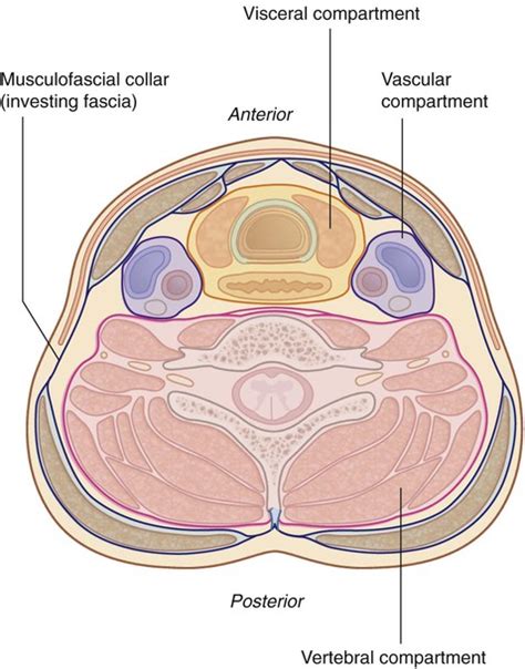 Head And Neck Basicmedical Key