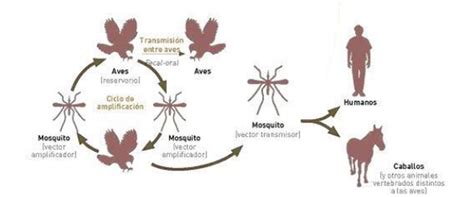 Virus Del Nilo C Mo Se Transmite S Ntomas Y Medidas De Prevenci N Hoy