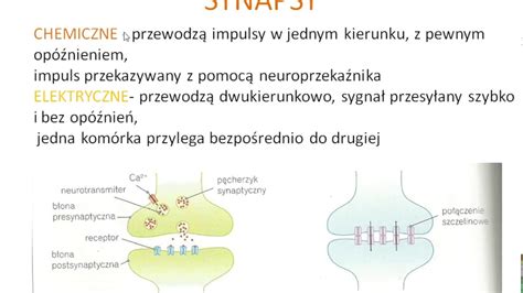 Budowa i funkcjonowanie układu nerwowego cz 3 YouTube