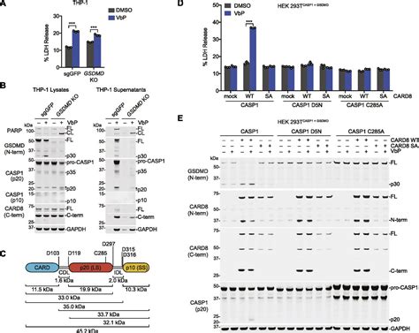 Caspase 1 Interdomain Linker Cleavage Is Required For Pyroptosis Life