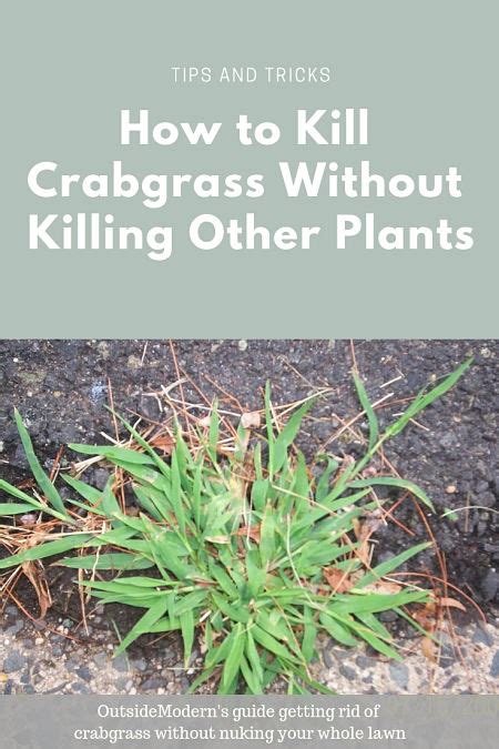 How To Kill Crabgrass Without Killing Other Plants Artofit