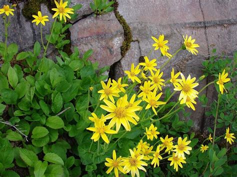 Plantfiles Pictures Arnica Species Broadleaf Arnica Daffodil