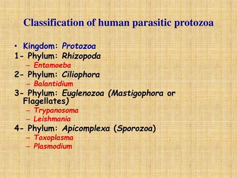 Ppt Amoebiasis Powerpoint Presentation Free Download Id9193597