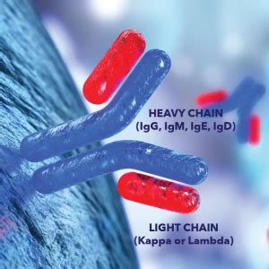 Significance Of Elevated Kappa And Lambda Light Chains