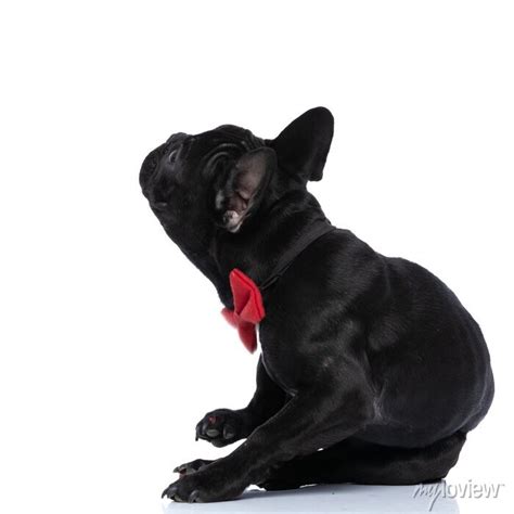 Side View Of Elegant French Bulldog Puppy Wearing Red Bowtie Wall Mural