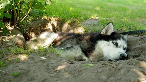 Tải ngay hình nền máy tính hình chú chó Husky siêu dễ thương