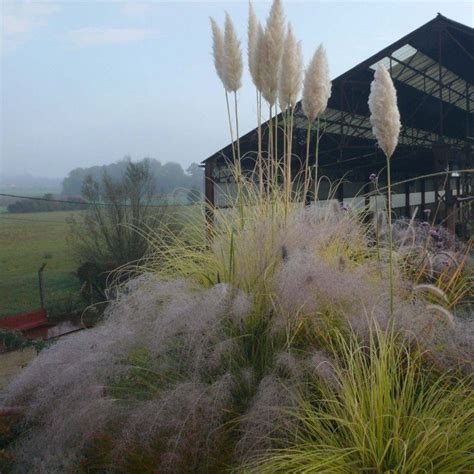 Herbe De La Pampa Cortaderia Selloana Pumila Vari T Compacte