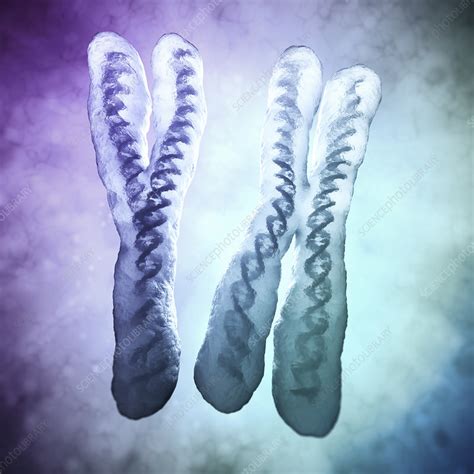 Human Chromosomes Illustration Stock Image F0132786 Science