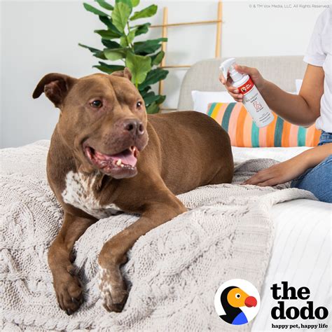 Are Dog Spray Collars Cruel