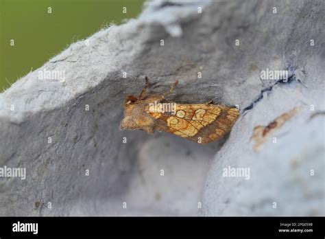 Gortyna Ochracea Xanthoecia Flavago Frosted Orange Moth Gortyna