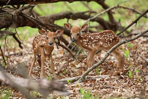 Whitetail Fawns Photograph by Brook Burling - Pixels