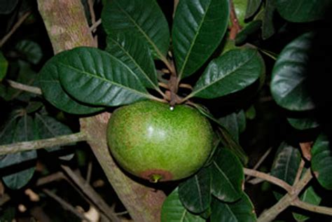 Pouteria Lucuma Lucuma Seeds