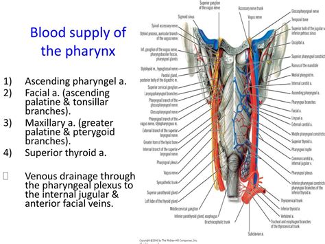 Ppt Pharynx Anatomy And Conditions Powerpoint Presentation Free