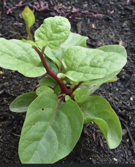 Red Malabar Spinach Seeds Heirloom Tim S Tomatoes