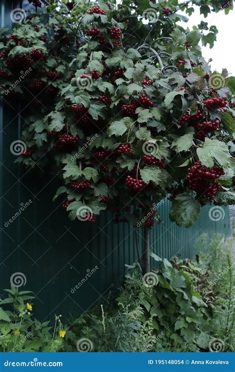 Framboesas Vermelhas De Viburno No Jardim Foto De Stock Imagem De