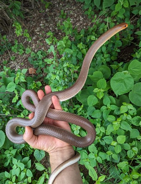 Red Spotted Beaked Snake From Voi Ke Tt Ke On November At