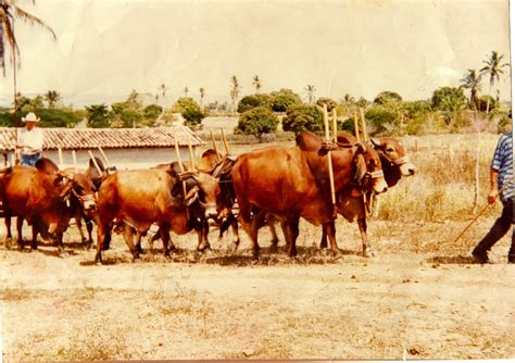 Carro De Boi Brasil A História Do Carro De Boi No Brasil O Primeiro