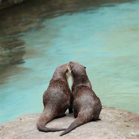 I Love Otters Otters Animals Baby Otters