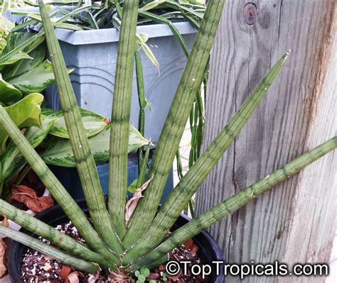 Sansevieria cylindrica, Sansevieria stuckyi, Snake Plant - TopTropicals.com