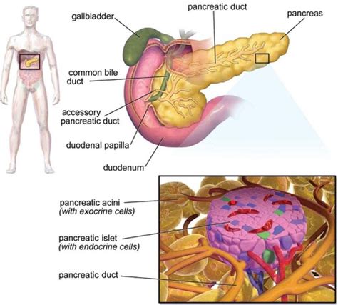 MCAT Biology Endocrine System Flashcards Quizlet