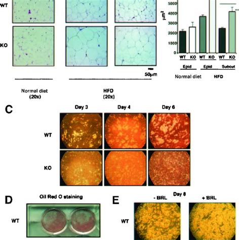 Physiological Characterization Of Ppar Knockout Mouse A Body