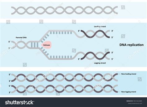 Dna Replication Diagram Leading Lagging Strands Stock Vector Royalty Free 1851822685