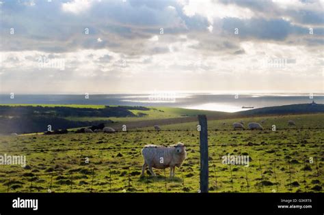 English Field Sheep Hi Res Stock Photography And Images Alamy