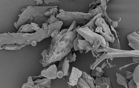 Microscopic House Dust | House dust under high magnification… | Flickr