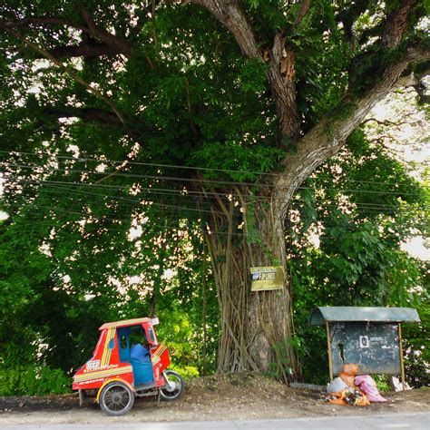 thick tree  tricycle  stock photo public domain pictures