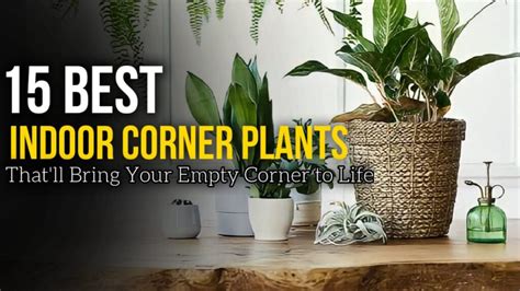 15 Amazing Indoor Corner Plants for Every Corner of Your Home