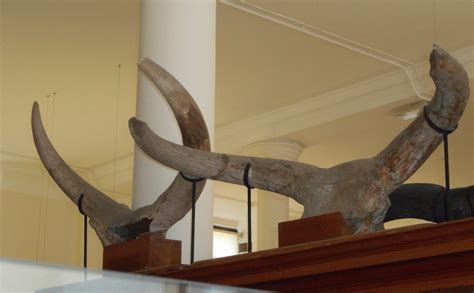 The Breeding-back Blog: A very unusual aurochs skull at Cambridge