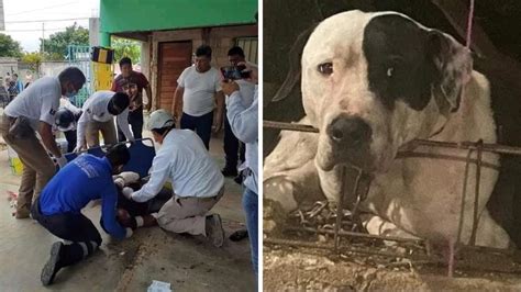 M Xico Max El Perro Que Casi Arranca El Brazo A Presunto Ladr N Que