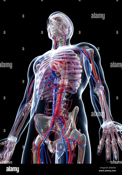 Male Vascular System Computer Artwork Stock Photo Alamy