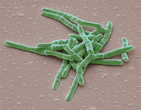 Mycobacterium Smegmatis Under Microscope