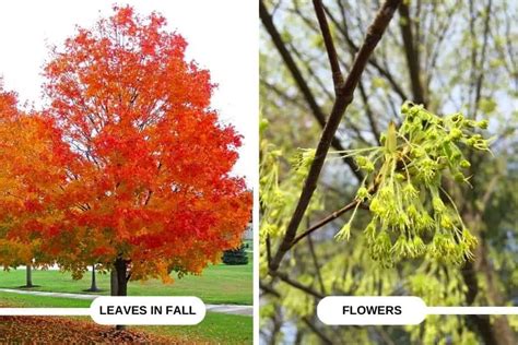 4 Native Maple Trees In Wisconsin Photos Care Identification