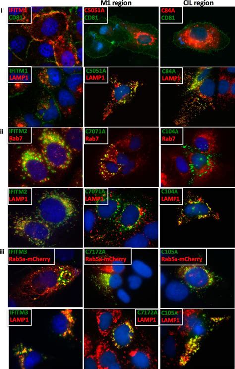 The Interferon Induced Transmembrane Proteins Ifitm1 Ifitm2 And Ifitm3 Inhibit Hepatitis C