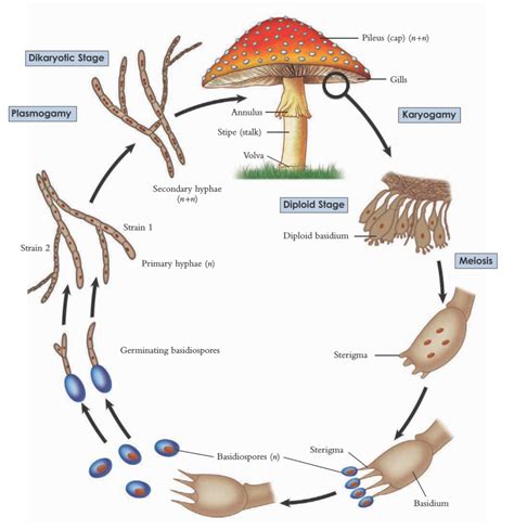 Znaczenie Mieszania Preparat W Z Muchomora Czerwonego Amanita Muscaria