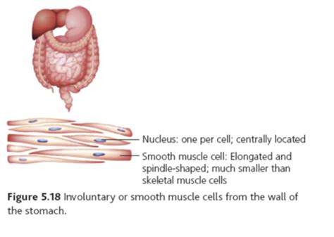 Bio DL Year2 Chapter 5 22 Muscle Types Cardiac Muscle Flashcards