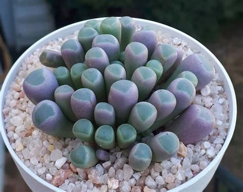 Fenestraria Aurantiaca Baby Toes Succulent Seeds Etsy