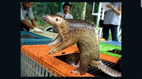 14 Tons Of Pangolin Scales Seized In Singapore In A Single Smuggling Bust