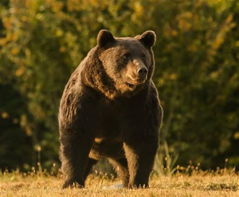 Qu Significa So Ar Con Un Oso Grande Descubre Los Significados Y