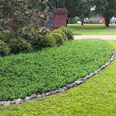 Junipers Ground Cover