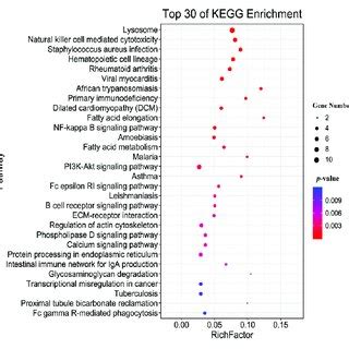 KEGG pathway enrichment of the host. The top 30 enriched KEGG pathways ...