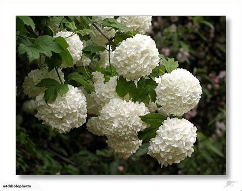 Viburnum Opulus Sterile Snowball Tree Trade Me Beautiful Butterflies Beautiful Flowers