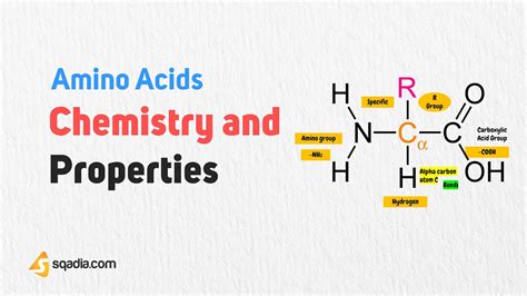 Amino Acid Properties