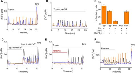 Trypsin Induces Calcium Oscillations In Mouse Endometrial Epithelial